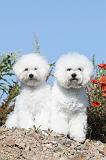 BICHON FRISE 235